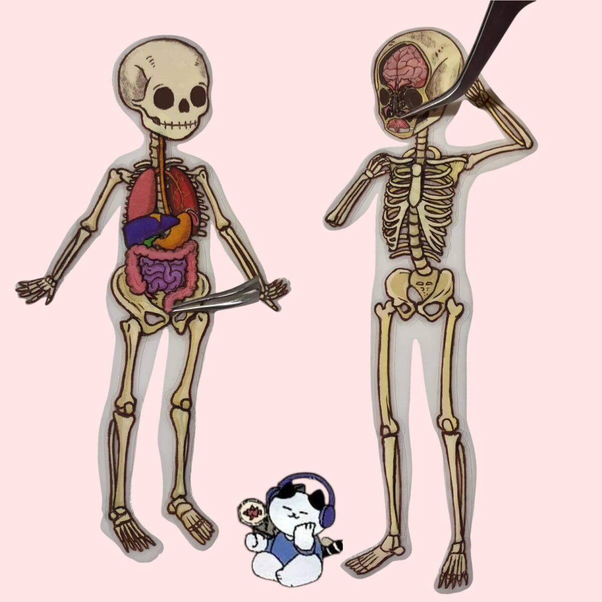 Engaging 3D Anatomical DIY Sticker Kit – Build & Explore the Human Body Layers